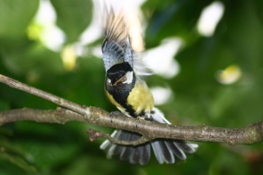 Great Tit (Parus major), fluttering in the branches