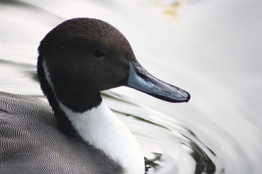 Detail of a male pintail,(Anas acuta)