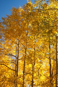 Sunlit aspens of Colorado