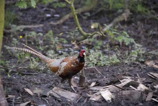 A male common pheasant (Phasianus colchicus) in woodland, England