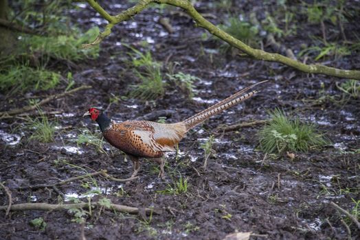 A male common pheasant (Phasianus colchicus) in woodland, England