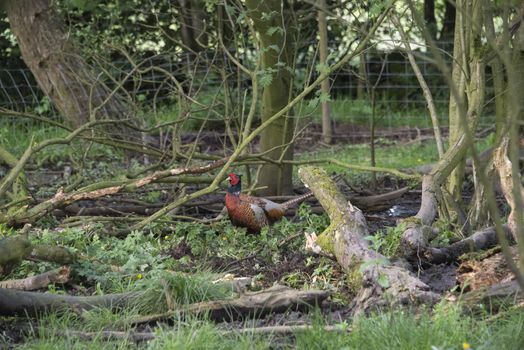 A male common pheasant (Phasianus colchicus) in woodland, England