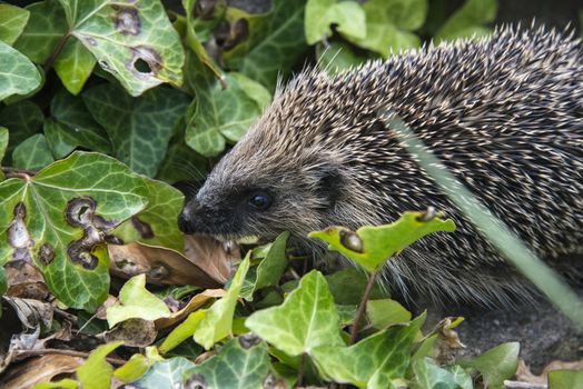 A young hedgehog searching for food around a garden in England