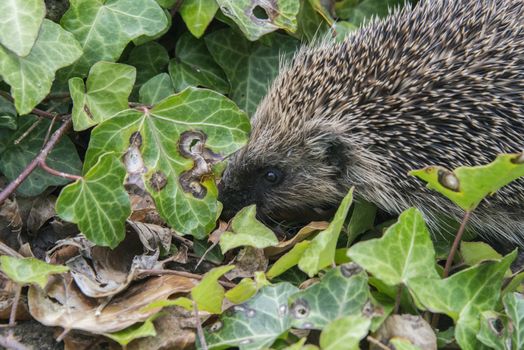 A young hedgehog searching for food around a garden in England