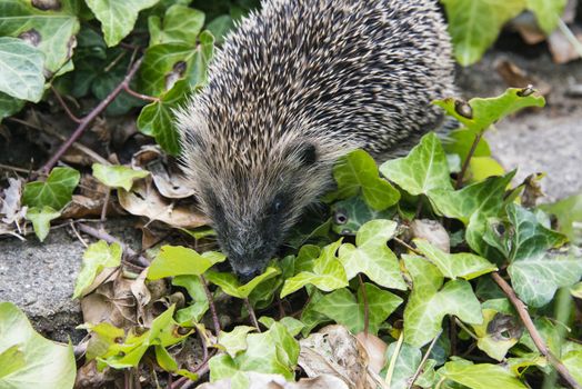 A young hedgehog searching for food around a garden in England