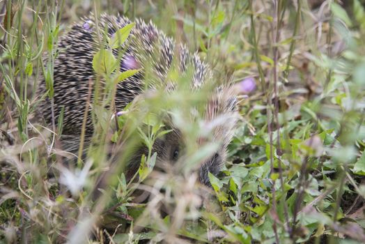 A young hedgehog searching for food around a garden in England