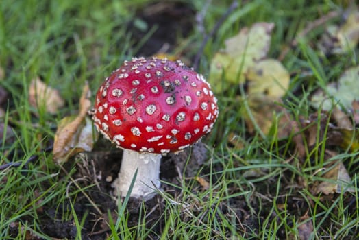 Close up of a Fly Agaric in a woodland