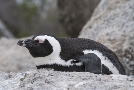 A South African penguin sleeping