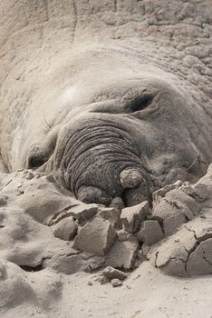 Sleeping male elephant seal (Mirounga leonina) on a beach in South Africa