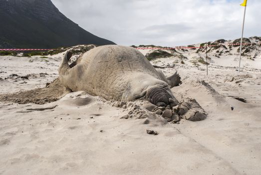 Sleeping male elephant seal (Mirounga leonina) on a beach in South Africa