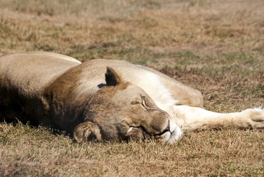 A lioness sleeping in the sun in a game reserve