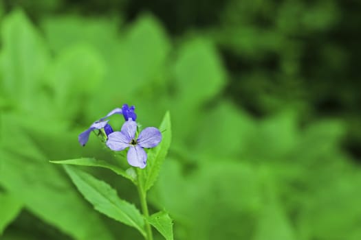 Blue field flower on the summer mountain meadow