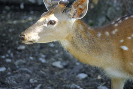 White-Tailed Deer Odocoileus virginianus Fawn Stands
