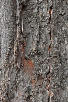 Tree Bark Over. Crust Of The forest tree