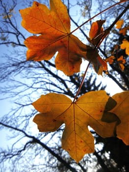 Yellow autumn leaves on the branches against blue sky