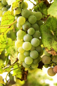Bunch of white grape in the vineyard