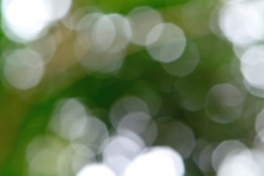 Beautiful nature bokeh, blurred green bokeh background