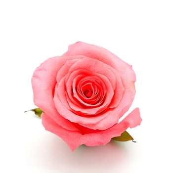 Beautiful pink rose, isolated on white background