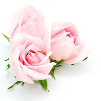 Beautiful pink rose, isolated on white background