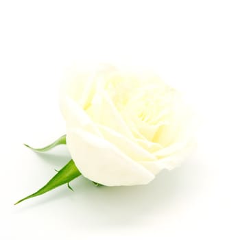 Beautiful yellow rose, isolated on white background