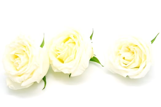 Beautiful yellow rose, isolated on white background