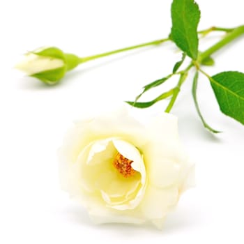 Beautiful yellow rose, isolated on white background