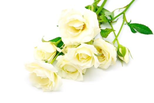 Beautiful yellow rose, isolated on white background