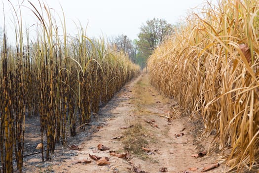 Sugarcane field fired. this harvest menthod make global warming