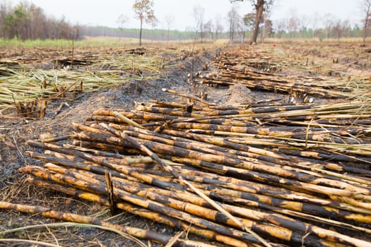 Sugarcane field fired. this harvest menthod make global warming