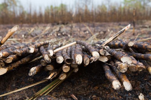 Sugarcane field fired. this harvest menthod make global warming