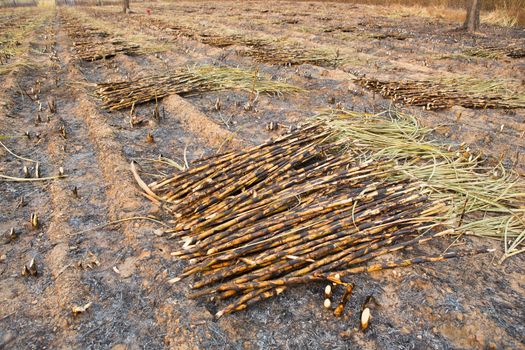 Sugarcane field fired. this harvest menthod make global warming