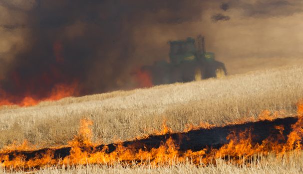 Farmers do a controlled burn before plowing after harvest