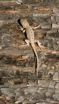 A Sagebrush lizard on a tree in a recently burned forest