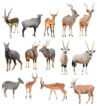 collection of male antilope isolated on white background