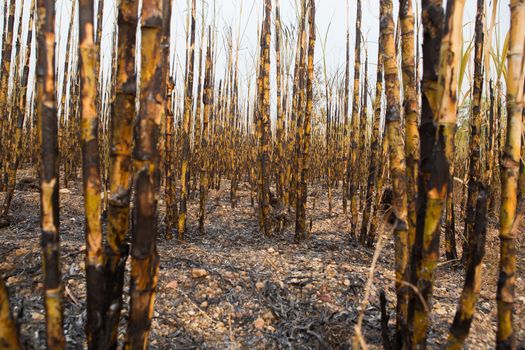 Sugarcane field fired. this harvest menthod make global warming