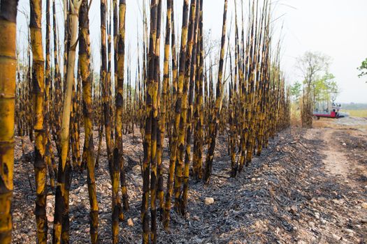 Sugarcane field fired. this harvest menthod make global warming