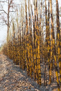 Sugarcane field fired. this harvest menthod make global warming