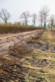Sugarcane field fired. this harvest menthod make global warming