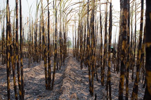 Sugarcane field fired. this harvest menthod make global warming