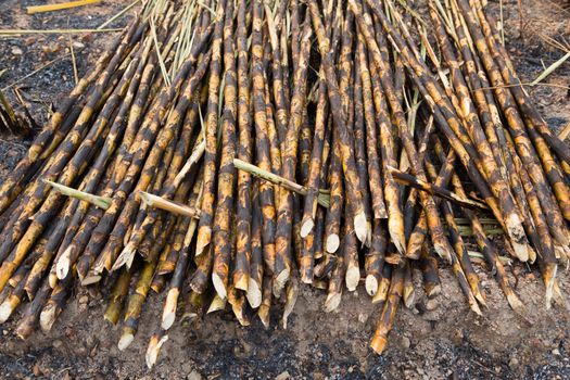 Sugarcane field fired. this harvest menthod make global warming