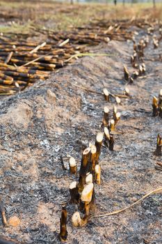 Sugarcane field fired. this harvest menthod make global warming