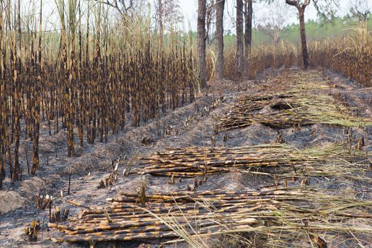 Sugarcane field fired. this harvest menthod make global warming