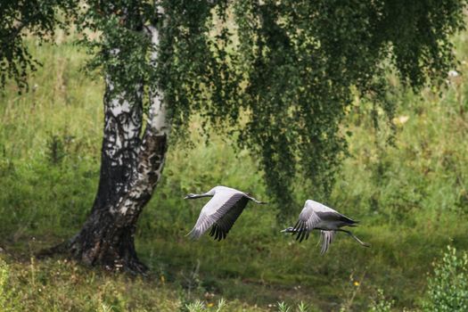 Two Demoiselle Crane flying over the meadow
