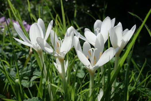 Side view of white autumn crocus flowers (Colchicum autumnale)