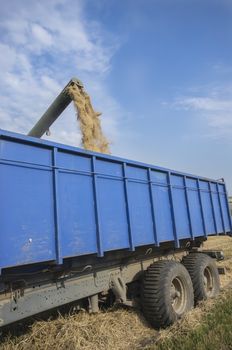 Combine harvester unloads wheat into the tractor