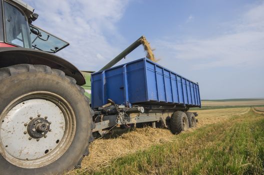 Combine harvester unloads wheat into the tractor on the field.