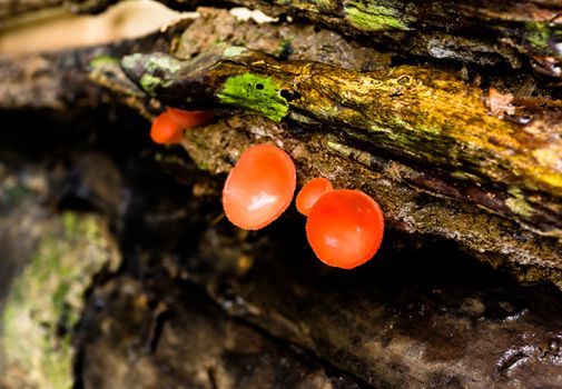 the growth of a vibrant mushrooms on rotting wood