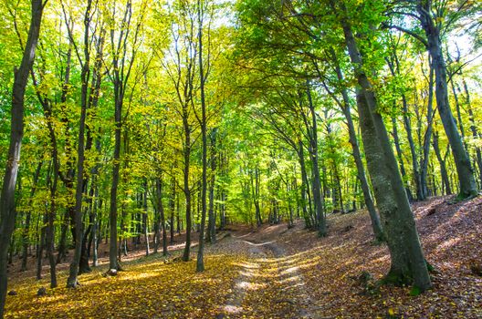 Walking path in a beech forest, autumnal landscape