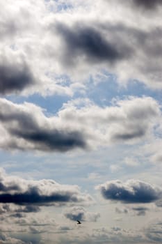 single bird flying in the beautiful cloudy blue sky in Ireland