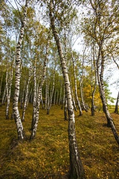 Autumnal landscape in a birch forest.